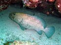 030505_Chaniniat (Wadi Gimal) - Merou marbre - Dsc01869~